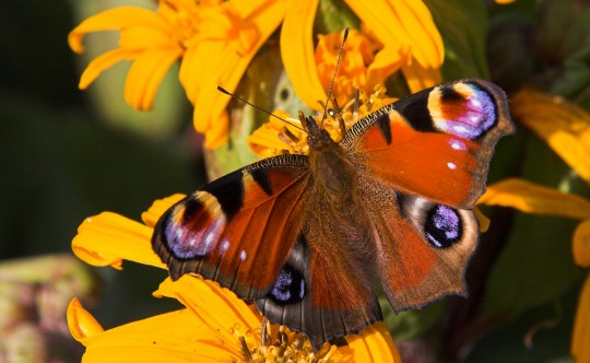Butterfly, Gareth Edwards