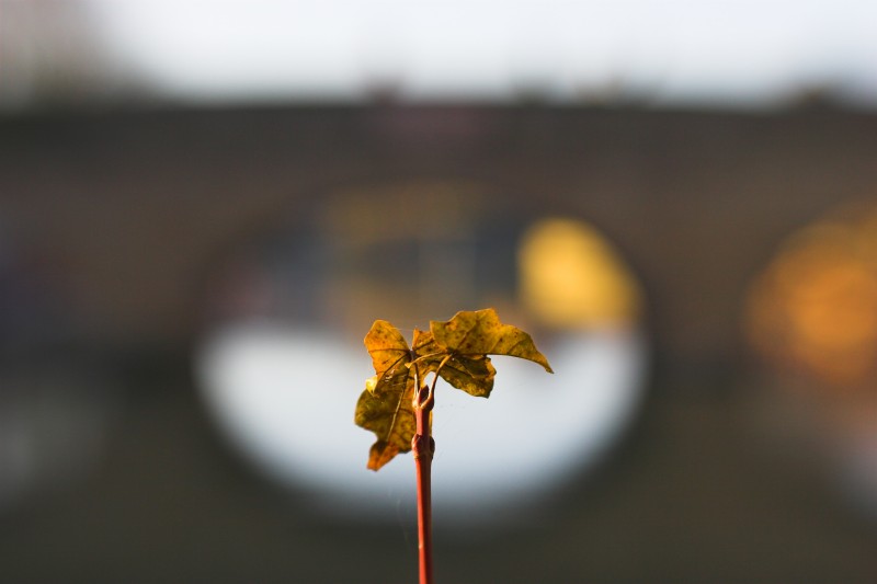 Leaf and Folly Bridge - Click to go back