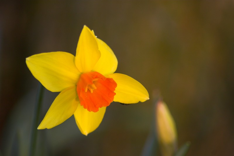 Daffodil 1 - Click to go back