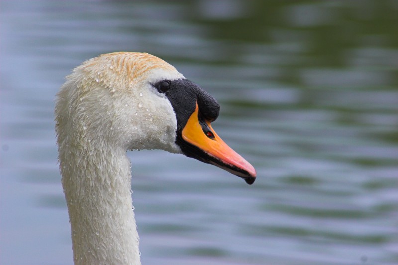 Swan profile - Click to go back