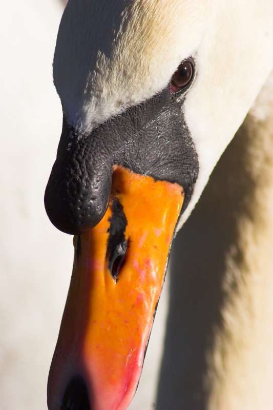 Swan Portrait - Click to go back