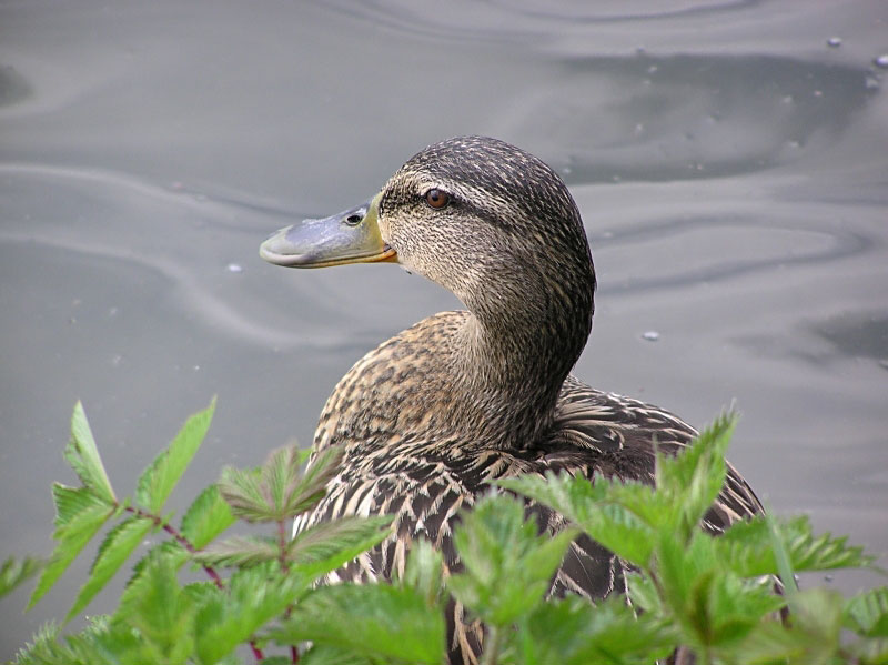 Happy duck - Click to go back