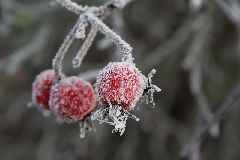 Frosty Berries - Click to go back