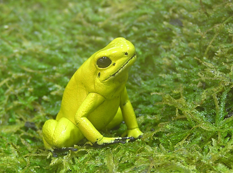 Yellow frog - Click to go back