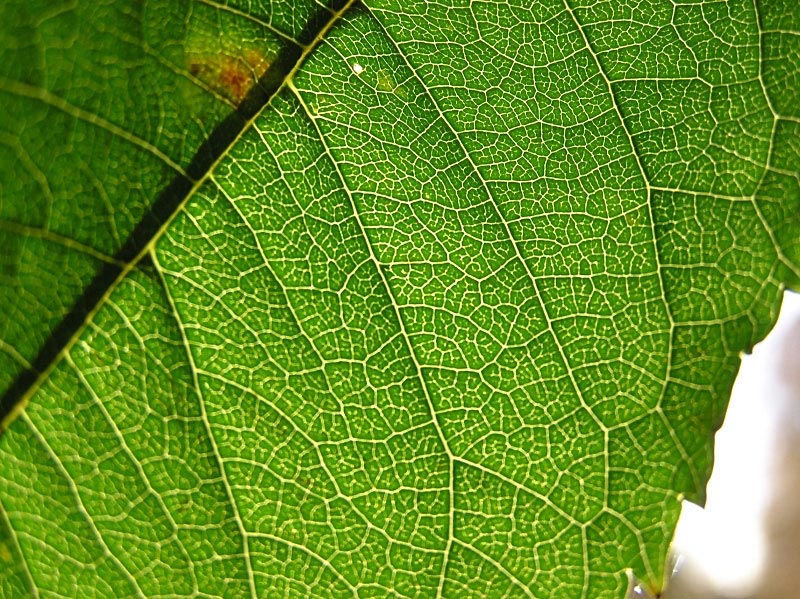 Leaf Veins - Click to go back
