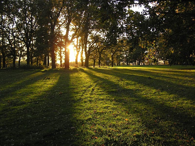 Sunset through the trees 1 - Click to go back