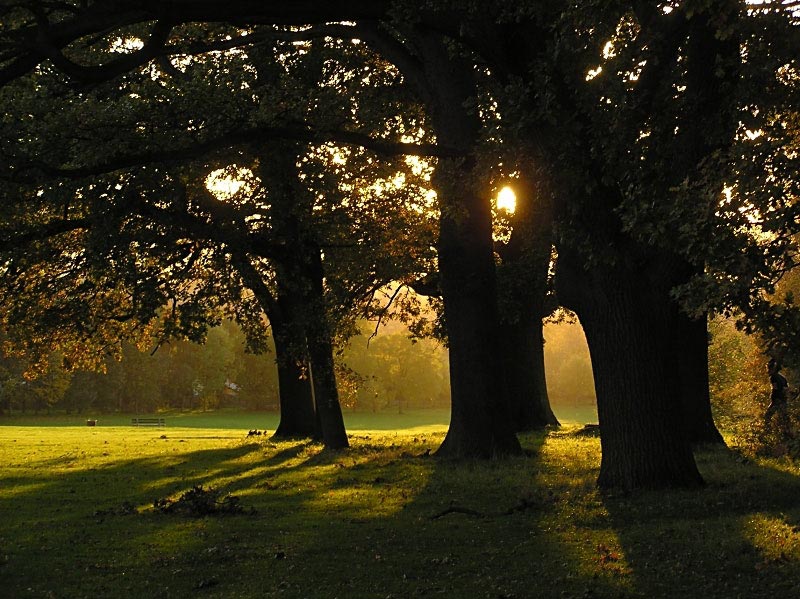 Sunset through the trees 2 - Click to go back