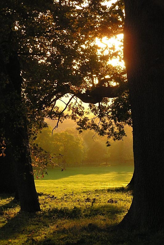 Sunset through the trees 3 - Click to go back