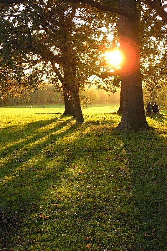 Sunset through the trees 4 - Click to go back