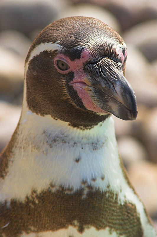 Penguin Portrait - Click to go back