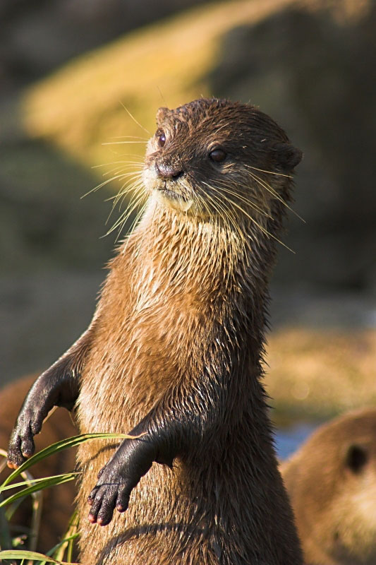 Otter lookout - Click to go back