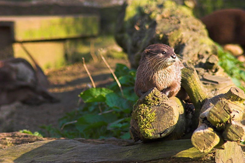 Otter at rest - Click to go back