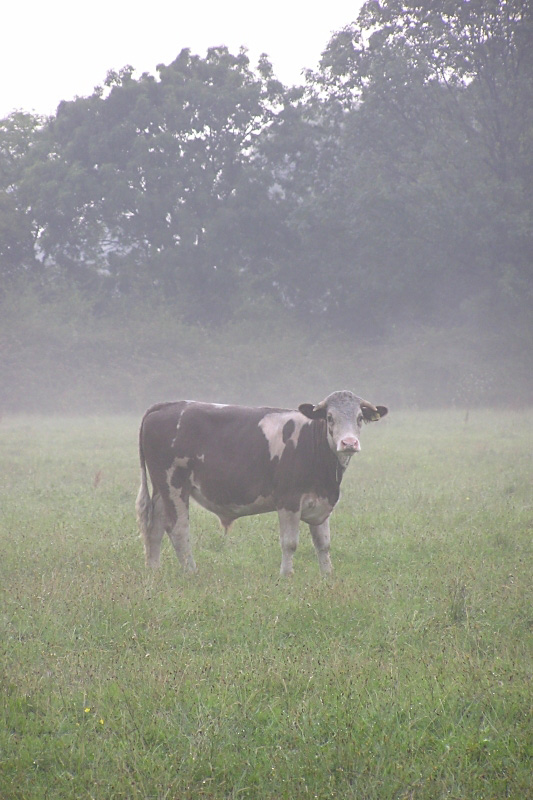 Cow in fog - Click to go back