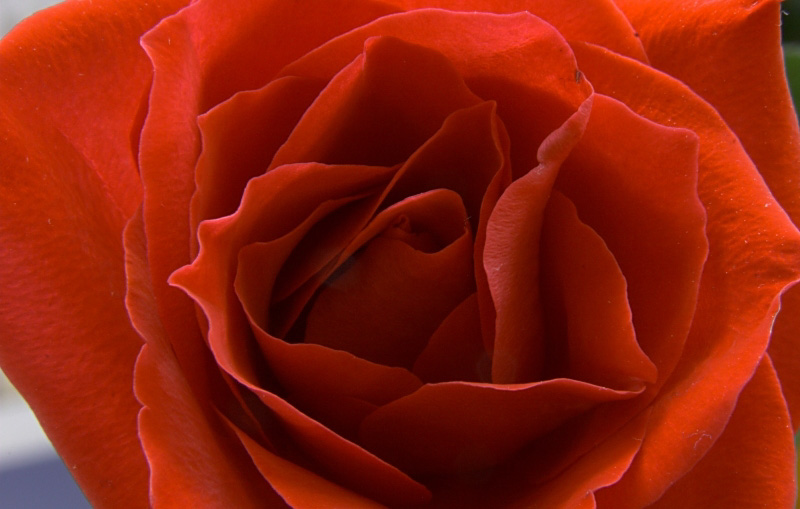A Rose, Closer - Click to go back