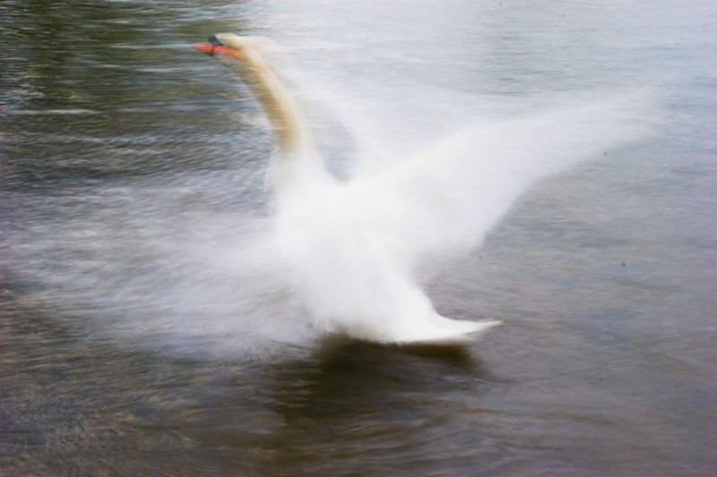Swan in motion - Click to go back
