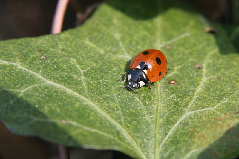 Ladybird - Click to go back