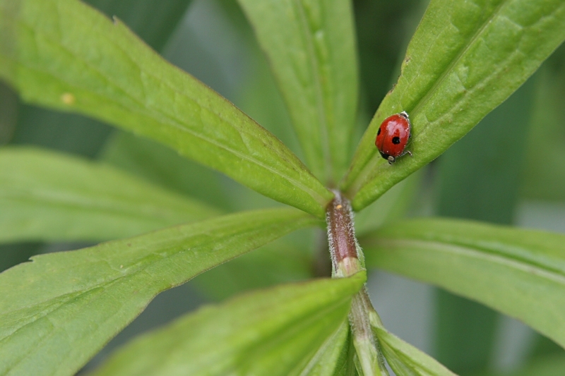 Ladybug - Click to go back