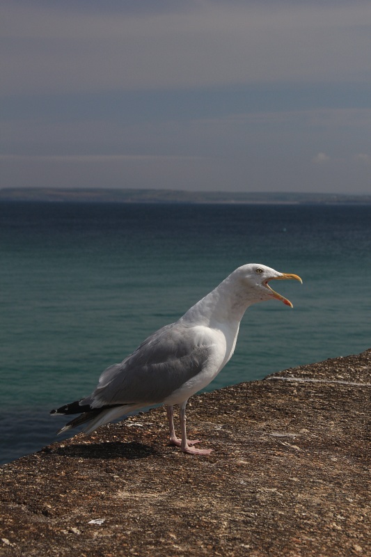 Cornish greetings - Click to go back