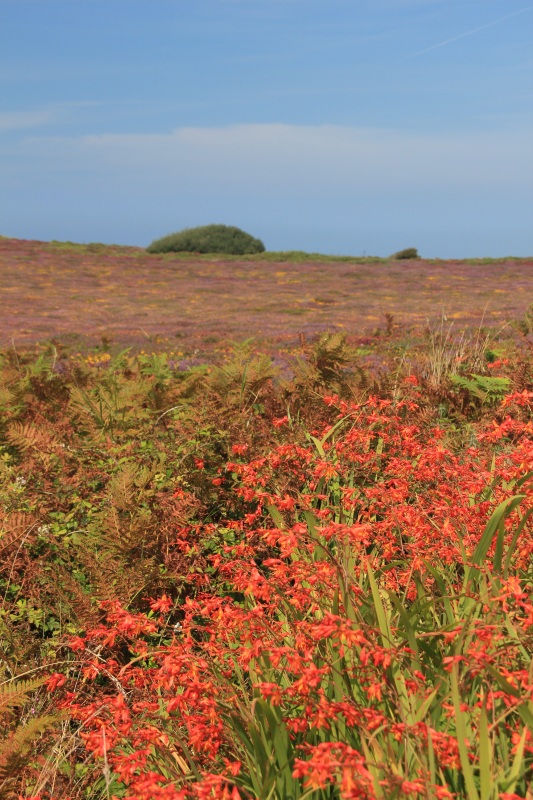 Cornish Heath - Click to go back