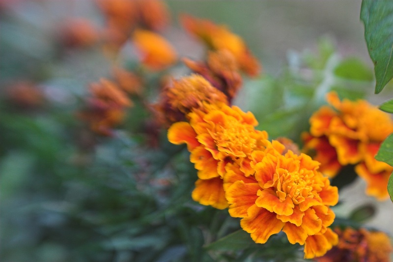Lensbaby Flowers - Click to go back