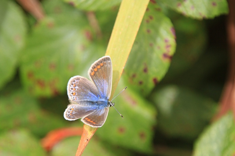 St Mary's Butterfly - Click to go back