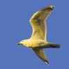 29/09/06 - Gull 1