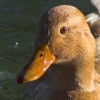 24/10/06 - Duck 6