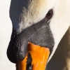 31/10/06 - Swan Portrait