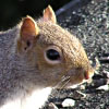 01/12/06 - Squirrel