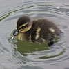 12/12/06 - Duckling