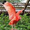 14/01/07 - Scarlet Ibis