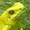 02/02/07 - Yellow frog