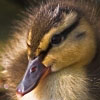 29/04/07 - Duckling