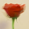 21/05/07 - Shakey rose
