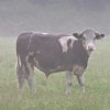 27/05/07 - Cow in fog