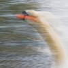 29/07/07 - Swan in motion