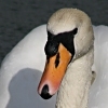 15/08/07 - Swan