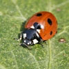 16/08/07 - Ladybird