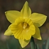 17/08/07 - Daffodils