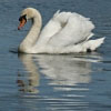 21/10/07 - Swan