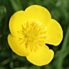 26/10/07 - Buttercup