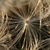 19/12/07 - Fluff