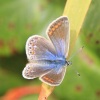 01/12/10 - St Mary's Butterfly