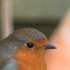 Gardener's friend 4